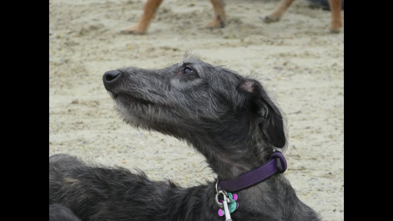 deerhound puppy