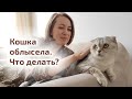 Облысение у кошки