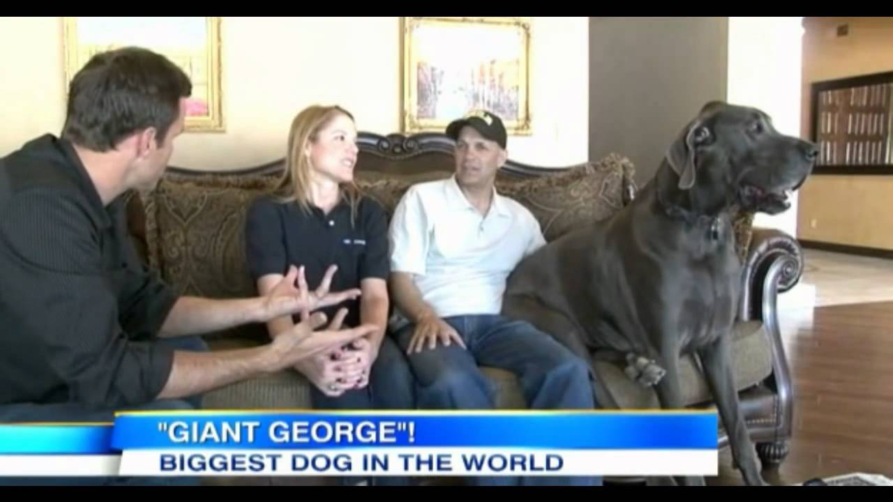 The World´s Tallest Dog YouTube