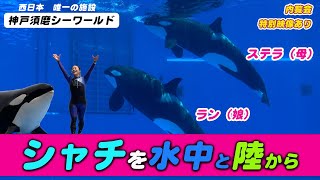 Orca shows to Japan Kobe.preview. Kobe Suma Sea World♪practice scenes, and underwater restaurant