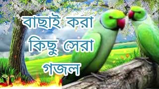 Bengali Islamic naat | amazing Islamic song | ইসলামিক সেরা গজল | bangla new gojol | New gojol