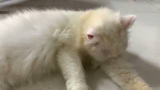 Cute Female Persian | Persian Cat Videos by Persian Cat 143 views 6 months ago 1 minute, 34 seconds