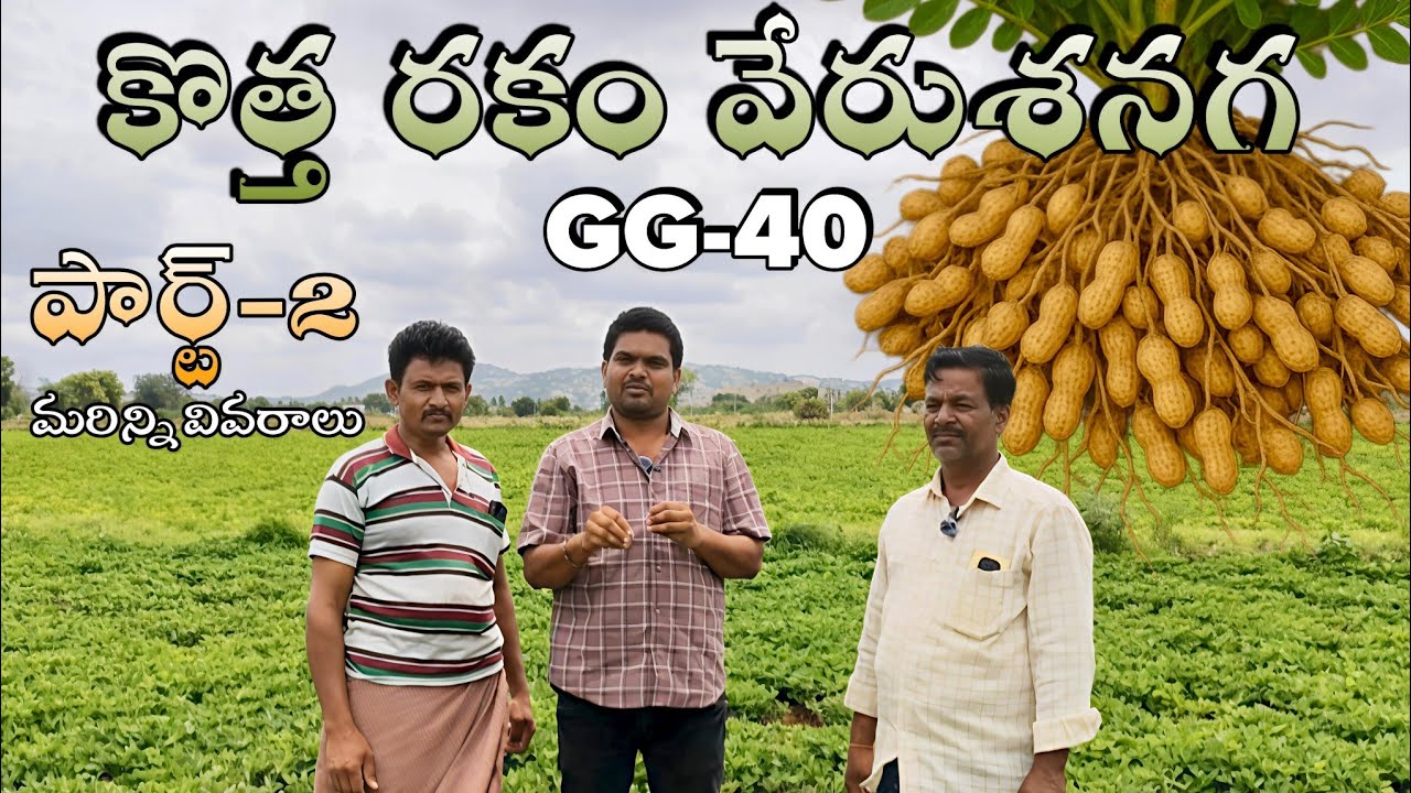 కొత్త రకం వేరుశనగ GG-40 | Part-2 | Raja Reddy Bommakka