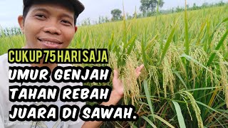 Umur Super Genjah Tahan Rebah Padi Ini Bakal Viral di Lamongan Tahun Depan.