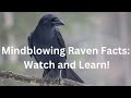 Mindblowing raven facts watch and learn