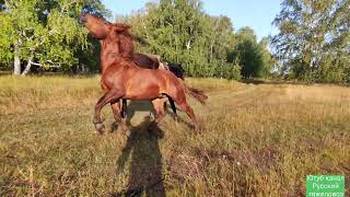 Жеребцы дерутся щепки летят. Малыш и Баланс