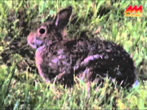 Wascally Rabbit Wascally Wabbit - YouTube