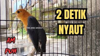 Keterlaluan Kalau Gak Bunyi. PANCINGAN ANIS MERAH 100% MERANGSANG BUNYI NGEPLONG GACOR