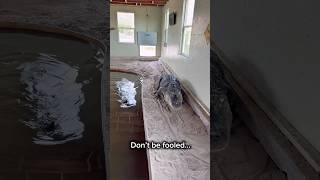 Alligator Wife Counts Husband’s Steps #shorts #alligator
