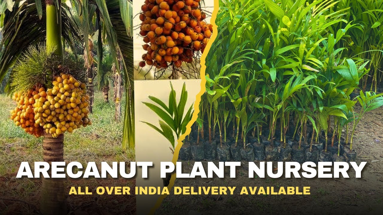 Arecanut plant nursery | All over India delivery available # ...