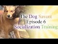 Dog Socialization Training - The Dog Savant: Episode 6 | Dog Training Techniques & Tricks Dog Socialization Training - The Dog Savant: Episode 6 | Dog Training Techniques & Tricks