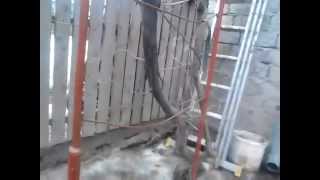 Ciobanesc German Alex Trifan