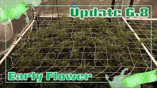 Update 6.8 | LemonadoZ - Early Flower!