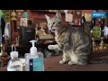Cat Pub Reopens after Crowdfunding Success