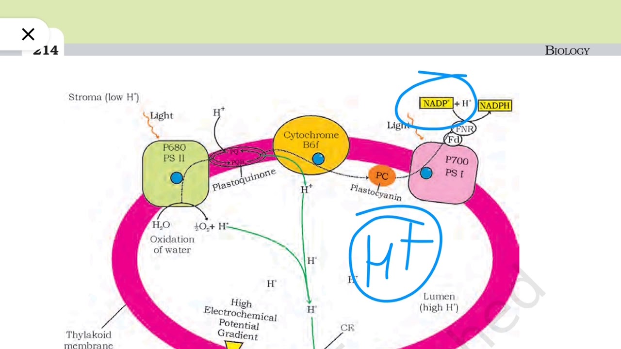 chemiosmotic hypothesis class 11 ncert