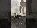 نابودش کن شورت فیلم کوتاه ویروسی ویروسی فیلم خنده دار نابودش کن شورت فیلم کوتاه ویروسی ویروسی فیلم خنده دار