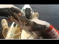 オオメカマス on the kayak