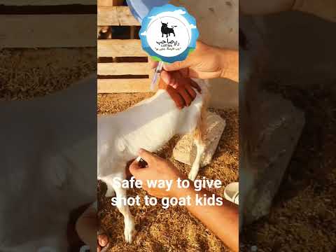 Safe shot procedure to goat kids ✅ #bakripalan #bakripalankaisekre #farming #raosahabcattles