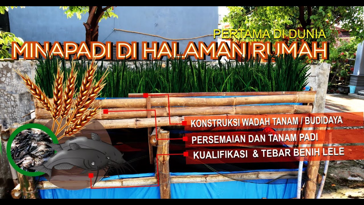 MINAPADI DI HALAMAN RUMAH | Panen Lele dan Padi di Halaman Rumah | Pertama di Dunia