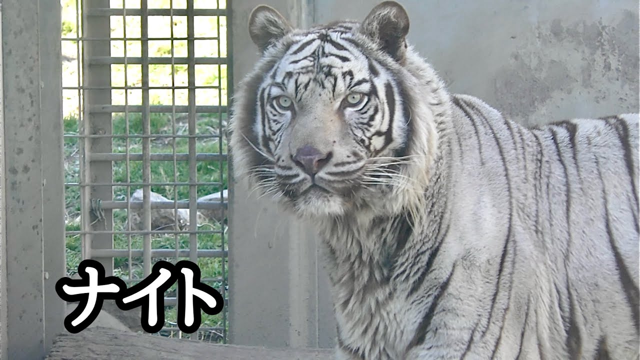 ホワイトタイガー　ナイトパパのお散歩の様子です【伊豆アニマルキングダム】White tiger Night Izu Animal Kingdom 