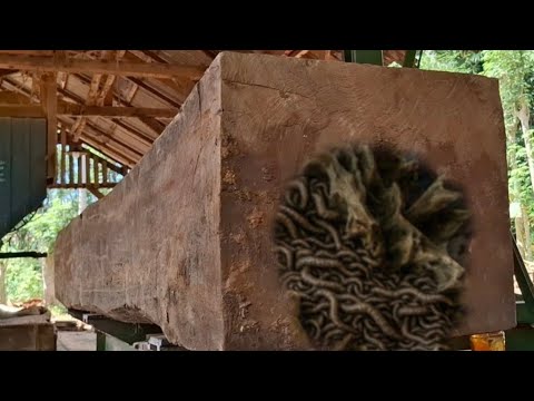 Shocking the world!! The discovery of a terrifying giant redwood fossil ...