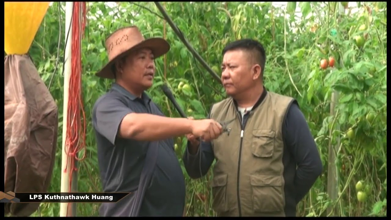 Green House Tomato thianghlim LB Nursery Lengpui