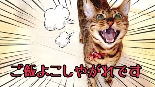 食欲爆発でご飯のオネダリが激しくなった猫！
