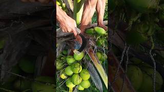 Cutting Coconut flower for Coconut wine making 🍷🌺🌴 #coconut #coconutwine #wine #tree