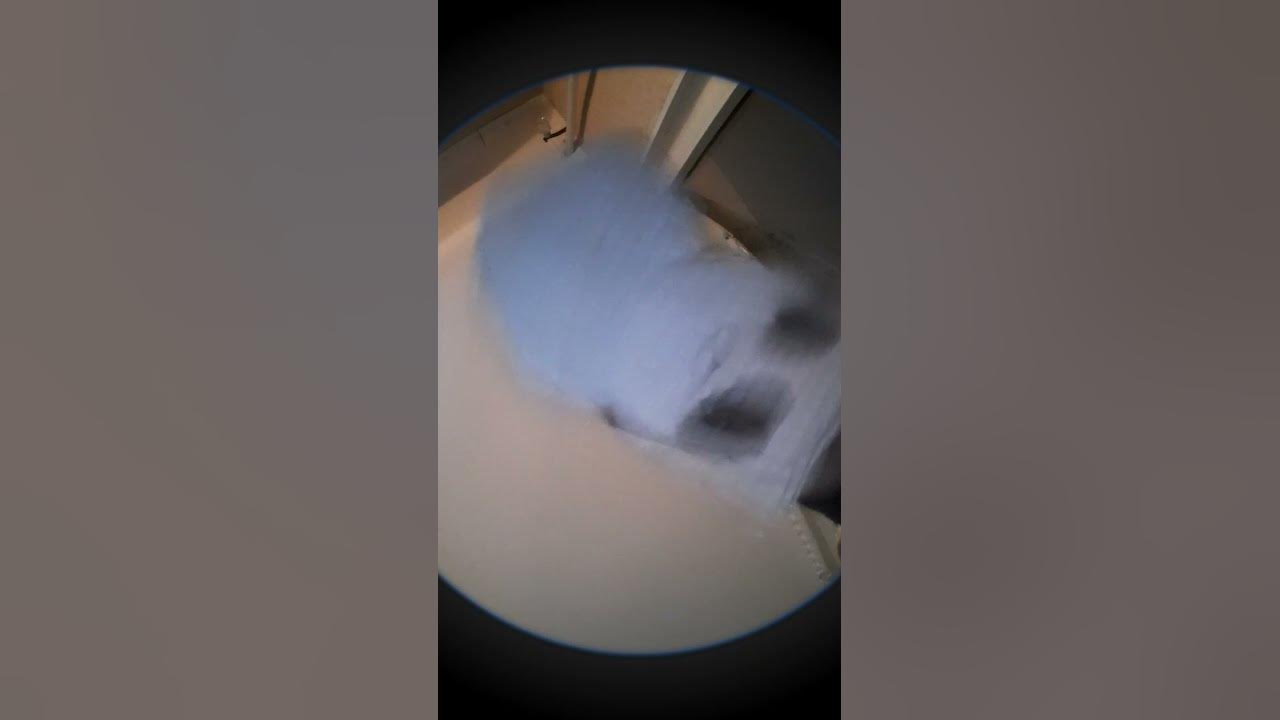 кот жоско флексит👁👄👁😎 - YouTube