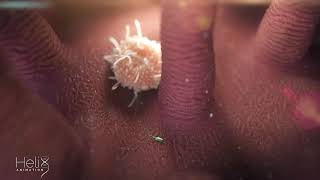 Macrophage in action vs  E. coli: MOA Animation of Phagocytosis, a fundamental immunological process