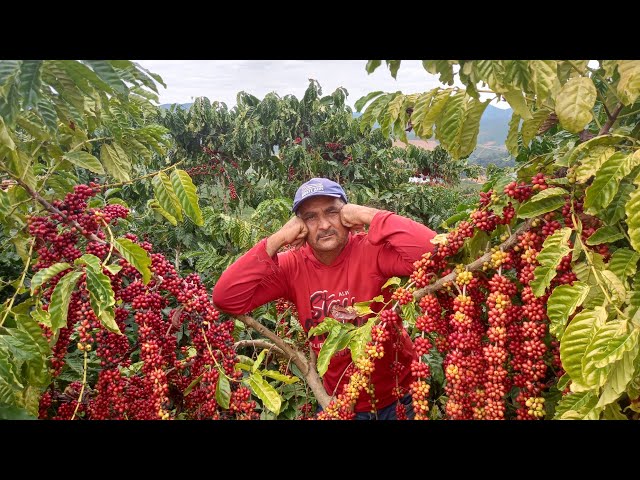 Cafés conilon e robusta vivem revolução de qualidade - 25/10/2023 - Café na  Prensa - Folha