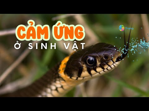 Video KHTN 7| CẢM ỨNG Ở SINH VẬT bài học thú vị của Trạng - youtube