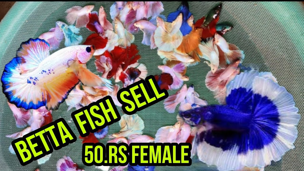 BETTA FISH SELL 50.RS FEMALE BETTA FISH BREEDING PAIR FOR SELL