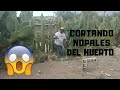 Cortando nopales del huerto