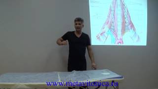 Метавитоника: Лестничная мышца и диафрагмальный нерв