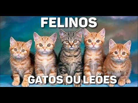 Vídeo: Sobre Como Mover E Realocar Gatos Selvagens E Ao Ar Livre: Um Guia Prático Rápido E Sujo
