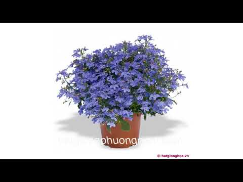 Video: Trồng Lobelia từ hạt giống tại nhà