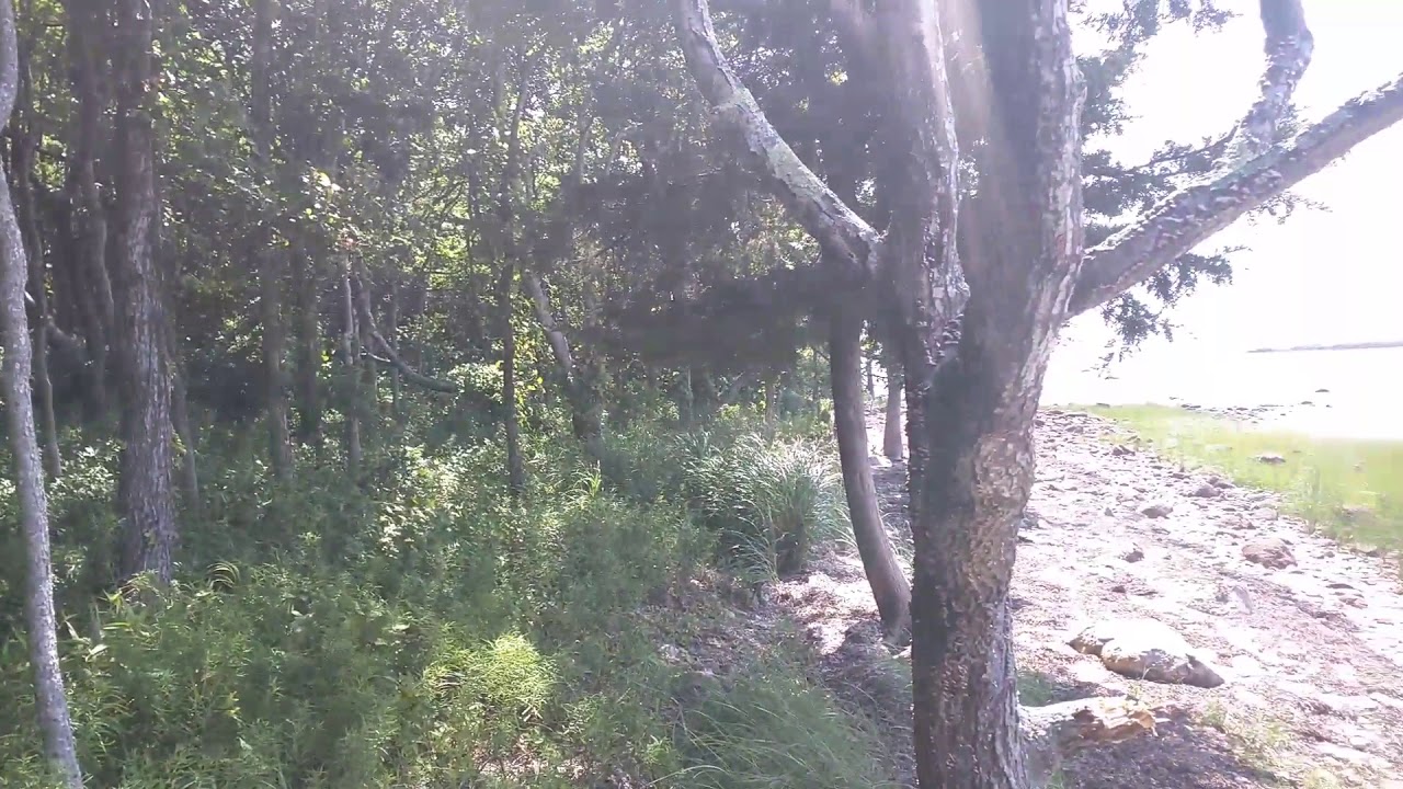 Deep forrest. - YouTube