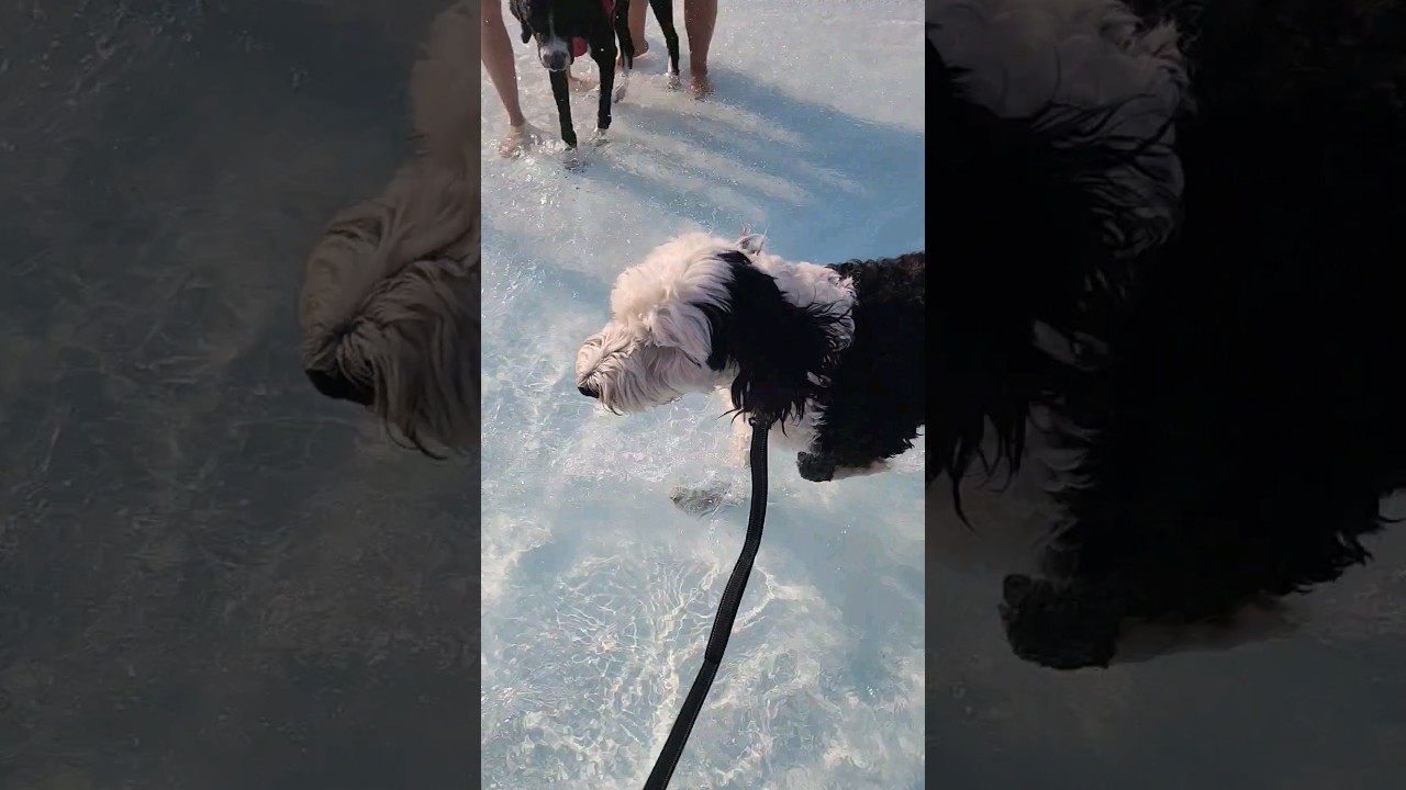 Pool Time for Lou💦