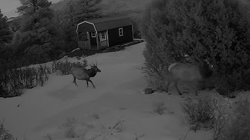 Reolink Captures: Cabin Guests