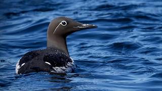 A trip to Hornøya in Norway