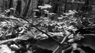 Shylmagoghnar - Eternal Forest (Demo)