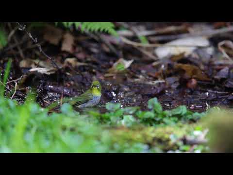 メジロの水浴び、動画です。