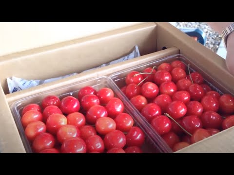 Video: Plátano Rojo: Fruta Exótica De Costa Rica