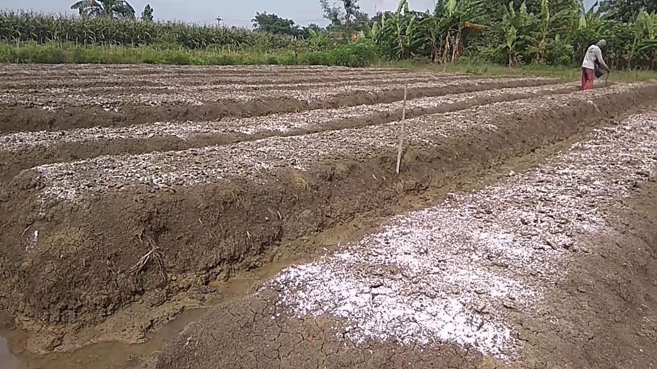 persiapan lahan tanam bawang merah 