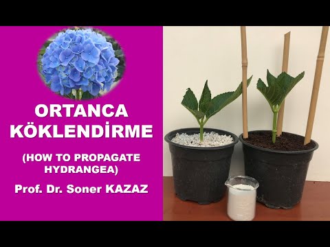 Video: Hydrangea Me Kërcell