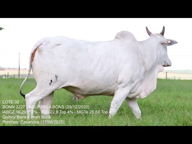 Lote 02   Leilão Trio Bonsucesso   Etapa Doadoras