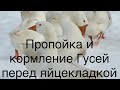 Подготовка Гусей к Яйцекладке/Пропаивание, Кормление все по схеме с подробным описанием