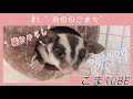 【猫じゃらしで遊ぶモモンガ】おののこまちの生活