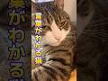 大好きな次男がデートに行く会話を理解する球太 #cat #tiktok #イカ耳 #保護猫 #猫 #猫のいる暮らし #家族 #癖強い #恋人 #球太